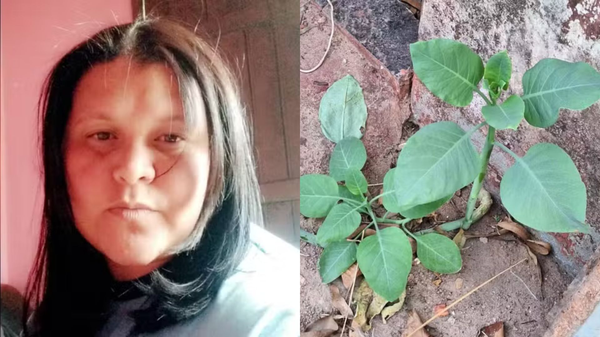 Morre mulher que comeu “falsa couve” em MG; homens seguem internados Fotos: Arquivo pessoal/Corpo de Bombeiros