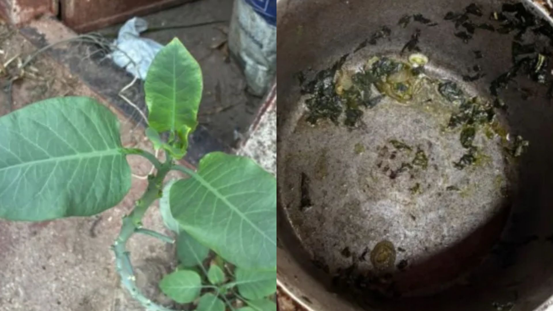 Quatro pessoas da mesma família são internadas em MG após comer “falsa couve”; polícia aponta principal linha de investigação Fotos: Reprodução/Itatiaia