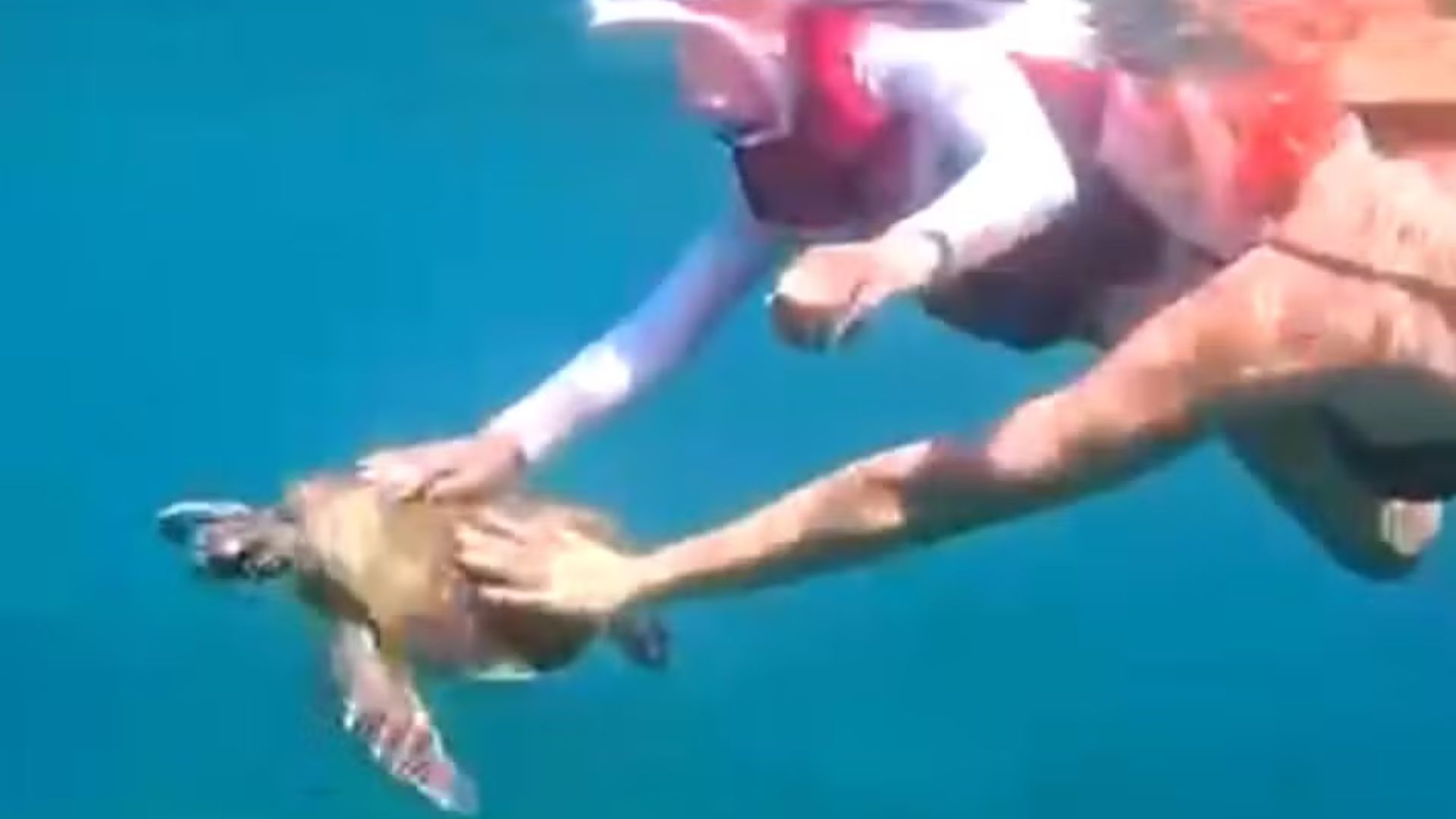 Vídeo: Turista é multada após tocar em tartaruga-marinha durante mergulho em Fernando de Noronha; saiba valor Foto: Reprodução/Instagram