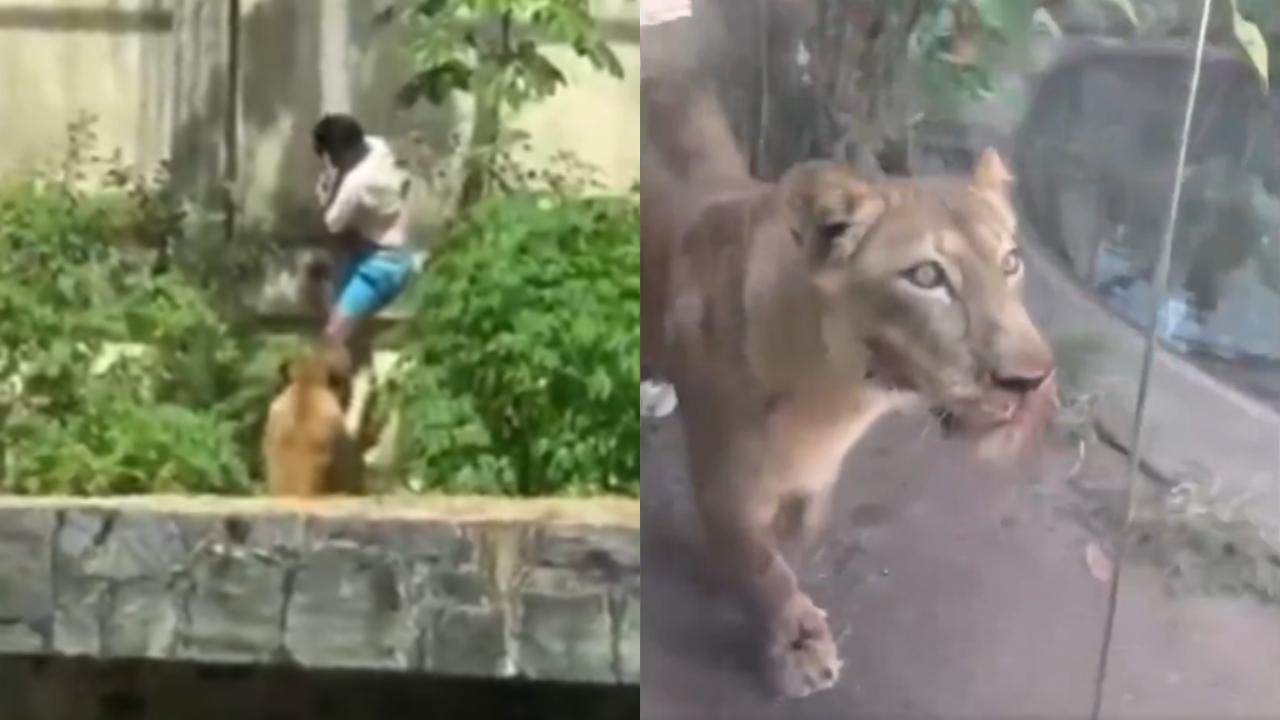 Vídeo mostra leoa dias antes da invasão de homem à jaula em zoológico de João Pessoa; assista Vídeo mostra leoa dias antes da invasão de homem à jaula em zoológico de João Pessoa; assista