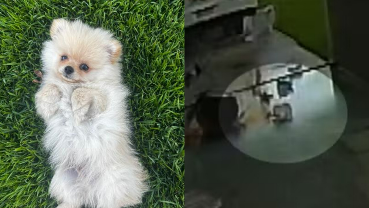 Vídeo: Cachorro é arrastado pela força do vento durante tornado no Paraná; tutora revela estado do animal