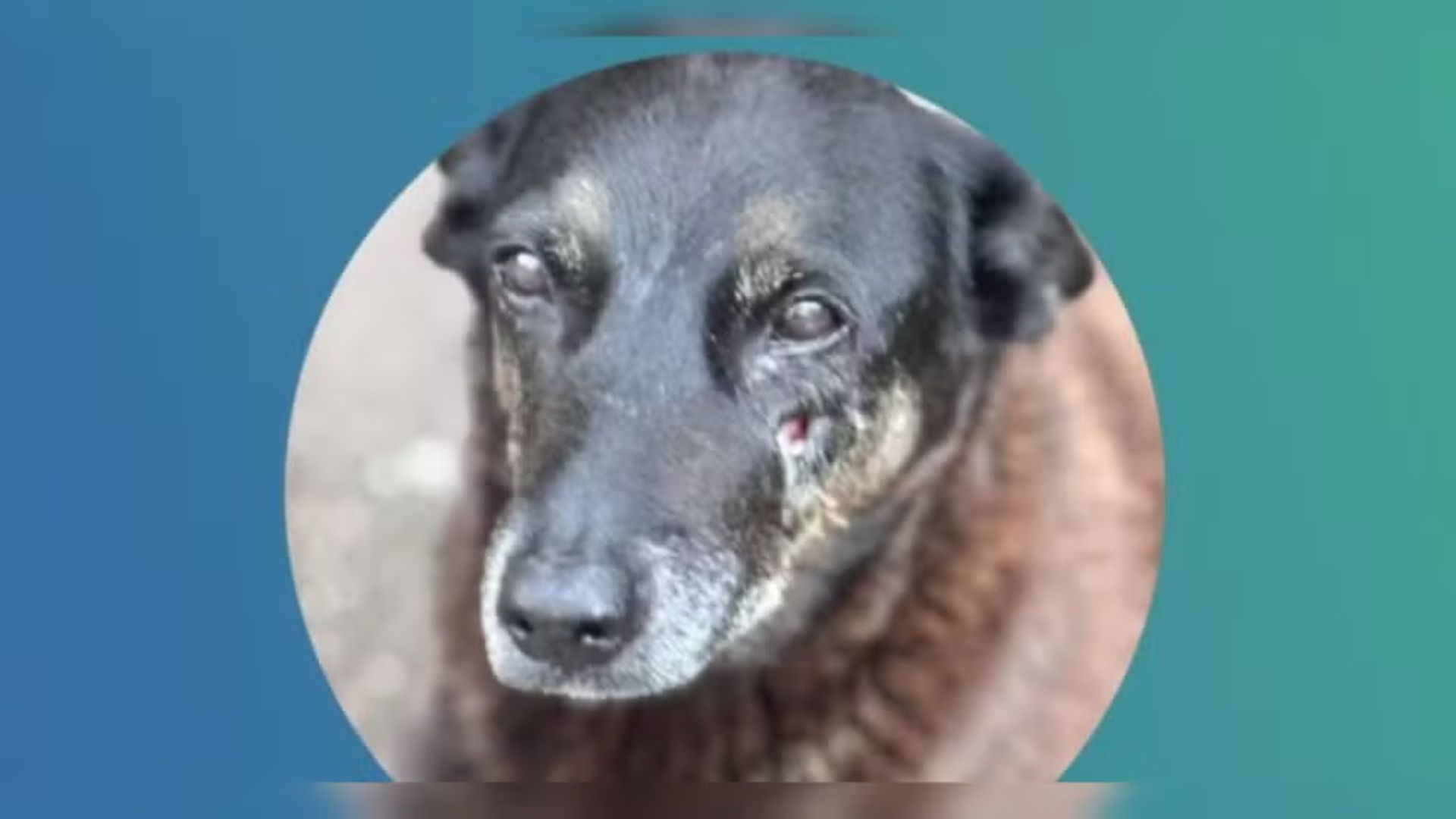 Cão comunitário é agredido e morto em praia de Florianópolis; suspeitos são identificados e caso gera onda de protestos