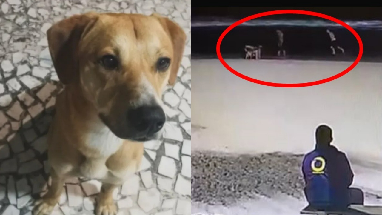 Vídeo mostra momento em que adolescentes pegam o cão Caramelo, companheiro de Orelha; delegado detalha investigação