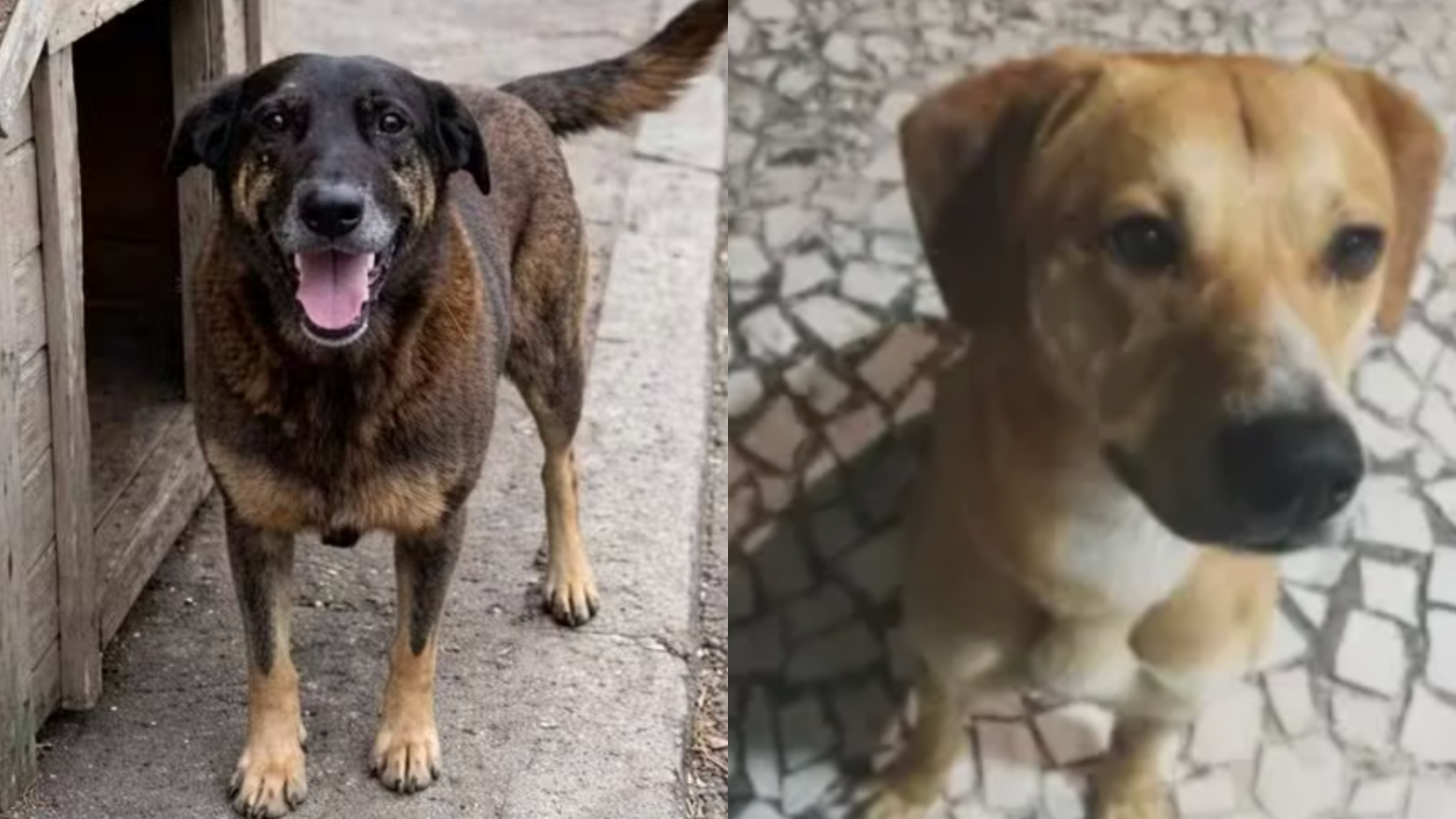Polícia de SC conclui inquérito sobre agressões aos cães Orelha e Caramelo, e aponta contradições em depoimento de adolescente