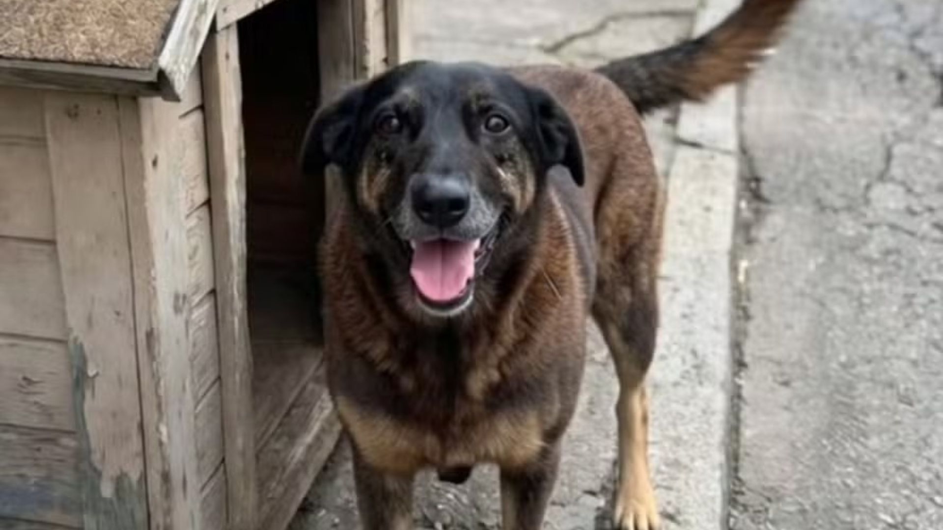 Orelha: Vídeo mostra cão após as agressões e defesa contesta autoria do crime; delegada rebate e aponta detalhe em gravação