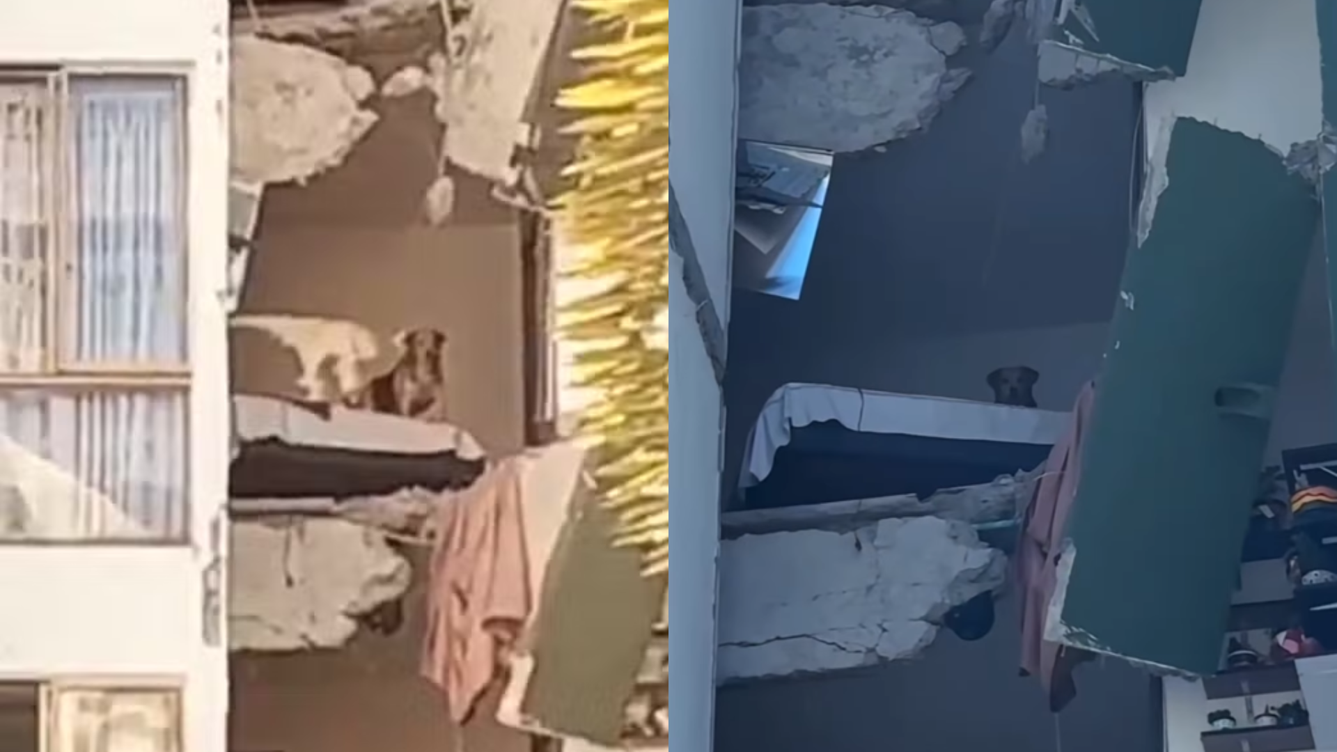 Vídeo: Cãozinho fica preso em apartamento após prédio ser destruído por terremoto na Colômbia; caso viraliza e vereador revela desfecho